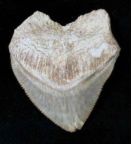 Large Squalicorax (Crow Shark) Fossil Tooth #19274